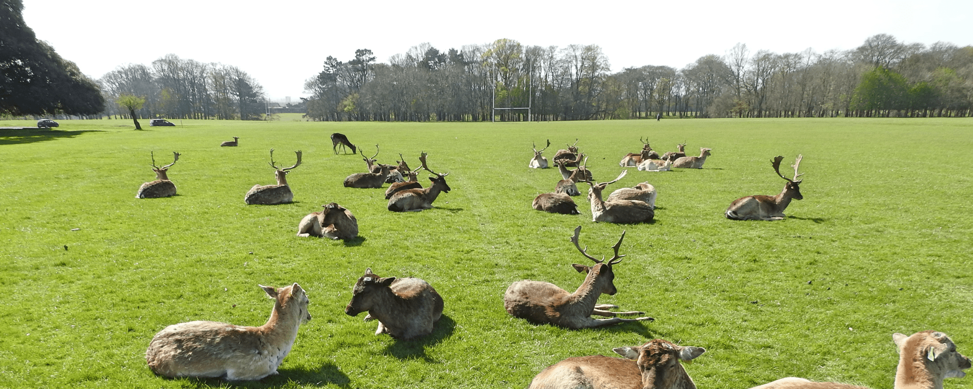 Dublin phoenix park