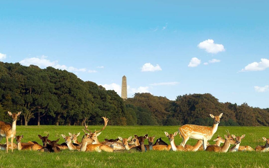 Enjoy a sunny day in Dublin in Phoenix Park