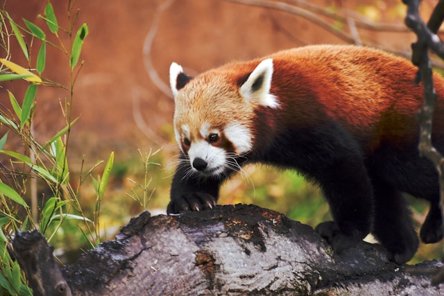 Easter holidays in Dublin Zoo