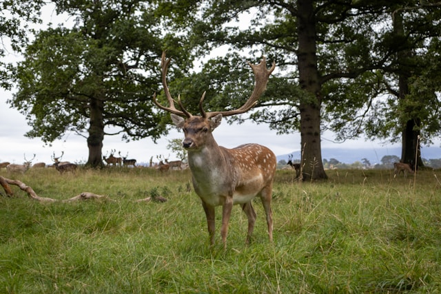 Fun animal-related sights in Dublin