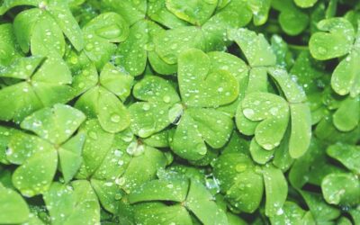 Where to learn more about Irish culture