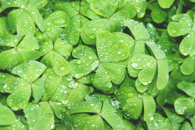 Learn more about Irish culture