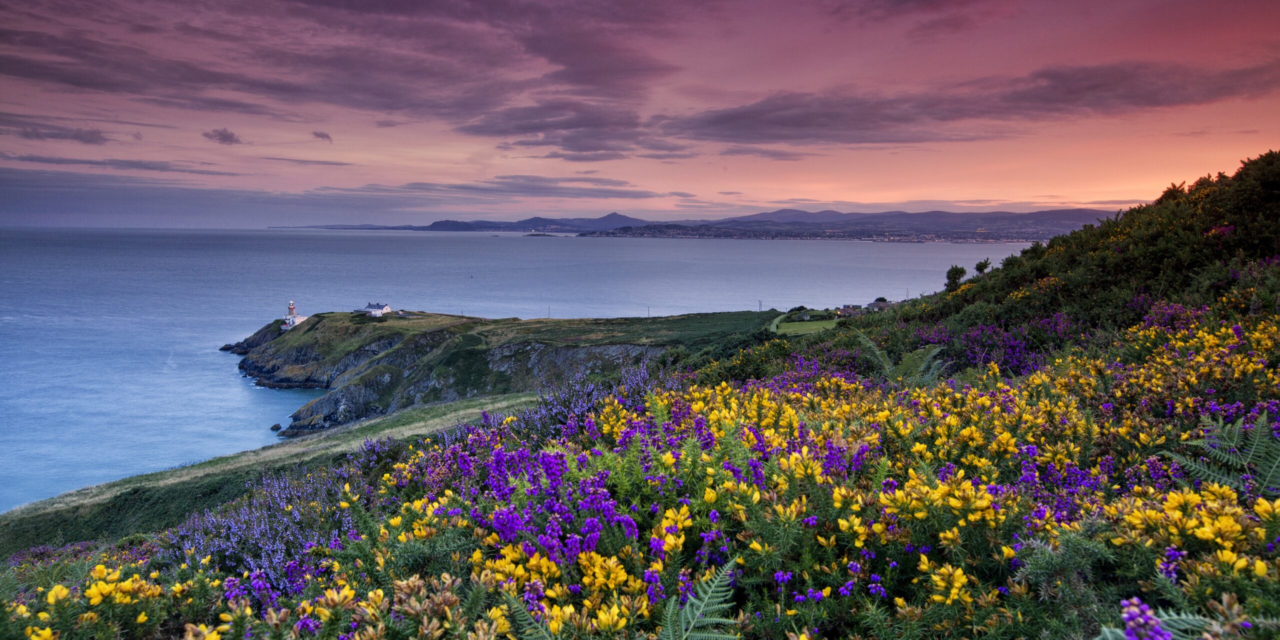 Howth Head, pink sunset, looks like spring with flowers around the cliffs and the sea 